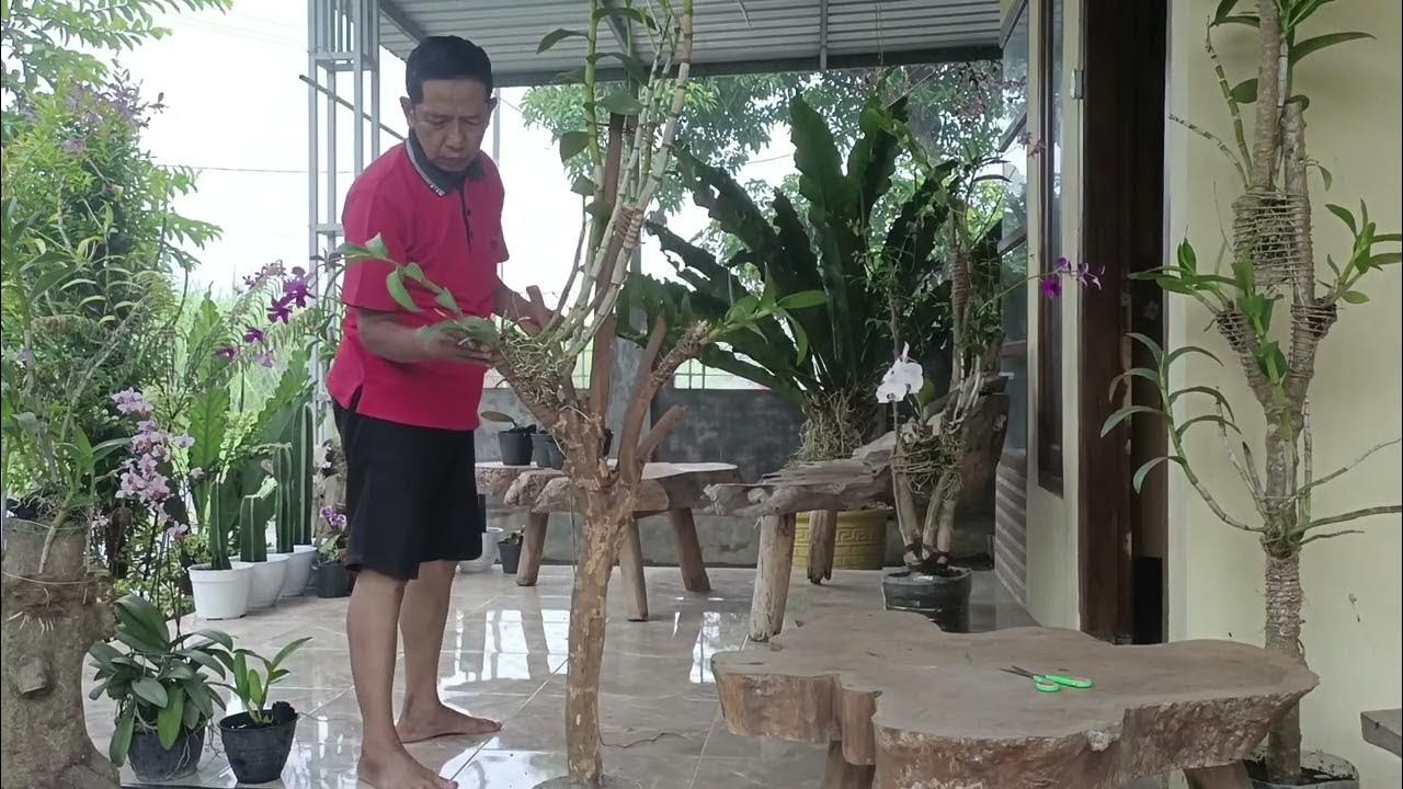Cara Merangkai Anggrek Potong agar Tampil Menawan di Rumah Cara Merangkai Anggrek Potong agar Tampil Menawan di Rumah