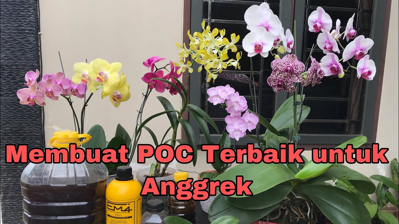 Rahasia Sukses Merawat Anggrek dengan Pupuk Anggrek Organik Cair Rahasia Sukses Merawat Anggrek dengan Pupuk Anggrek Organik Cair