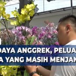 Peluang Reseller Tanaman Anggrek: Bisnis Menjanjikan di Era Kini Peluang Reseller Tanaman Anggrek: Bisnis Menjanjikan di Era Kini