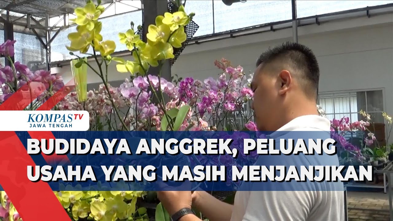 Peluang Reseller Tanaman Anggrek: Bisnis Menjanjikan di Era Kini Peluang Reseller Tanaman Anggrek: Bisnis Menjanjikan di Era Kini