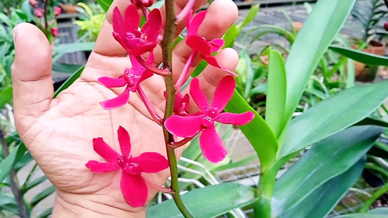 Keindahan Anggrek Renanthera Merah Darah yang Mempesona dan Perawatannya Keindahan Anggrek Renanthera Merah Darah yang Mempesona dan Perawatannya