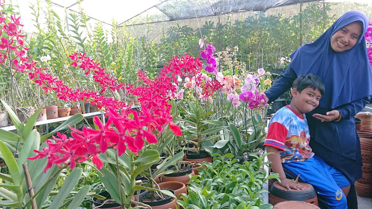 Keindahan Anggrek Miniatur Koleksi Rumah untuk Hiasan Elegan Keindahan Anggrek Miniatur Koleksi Rumah untuk Hiasan Elegan