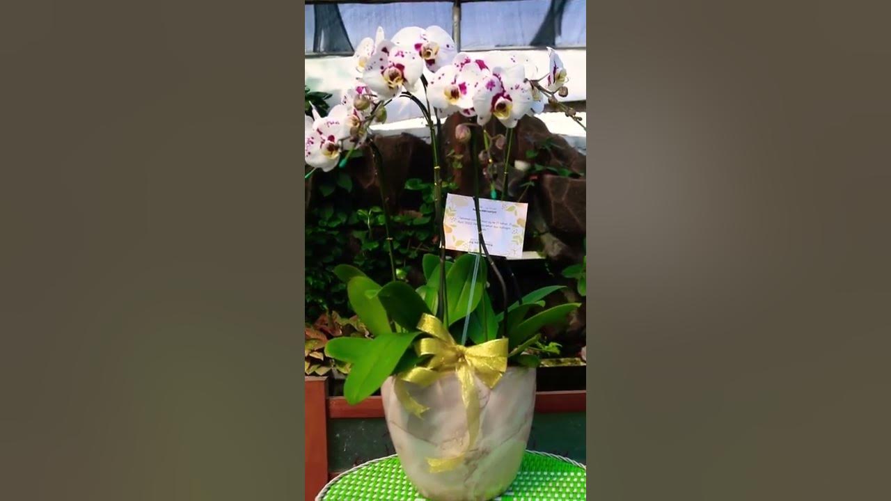 Menemukan Paket Hampers Bunga Anggrek Terindah untuk Kesayangan Anda Menemukan Paket Hampers Bunga Anggrek Terindah untuk Kesayangan Anda