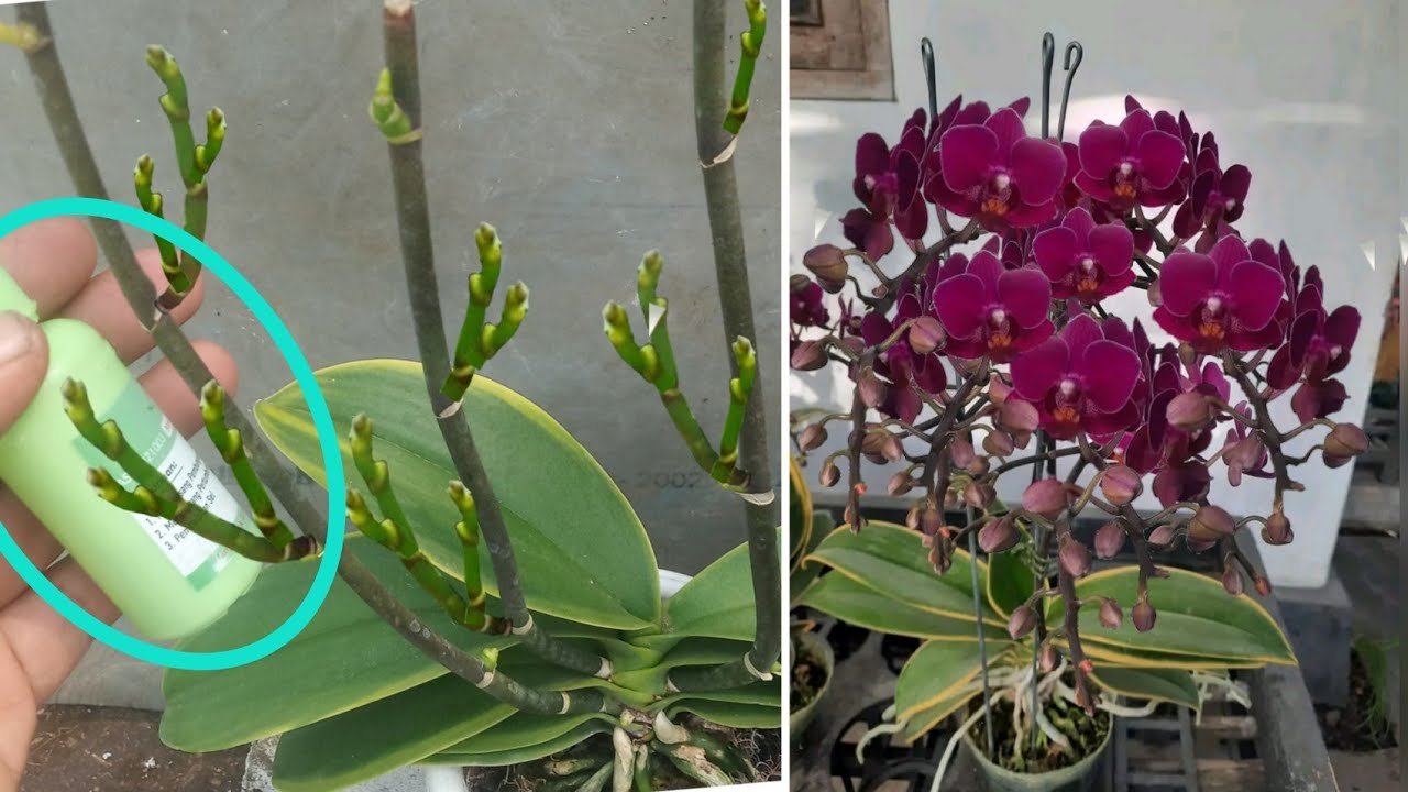 Anggrek Hasil Pembiakan Lambat Tumbuh: Tips Merawatnya dengan Baik Anggrek Hasil Pembiakan Lambat Tumbuh: Tips Merawatnya dengan Baik