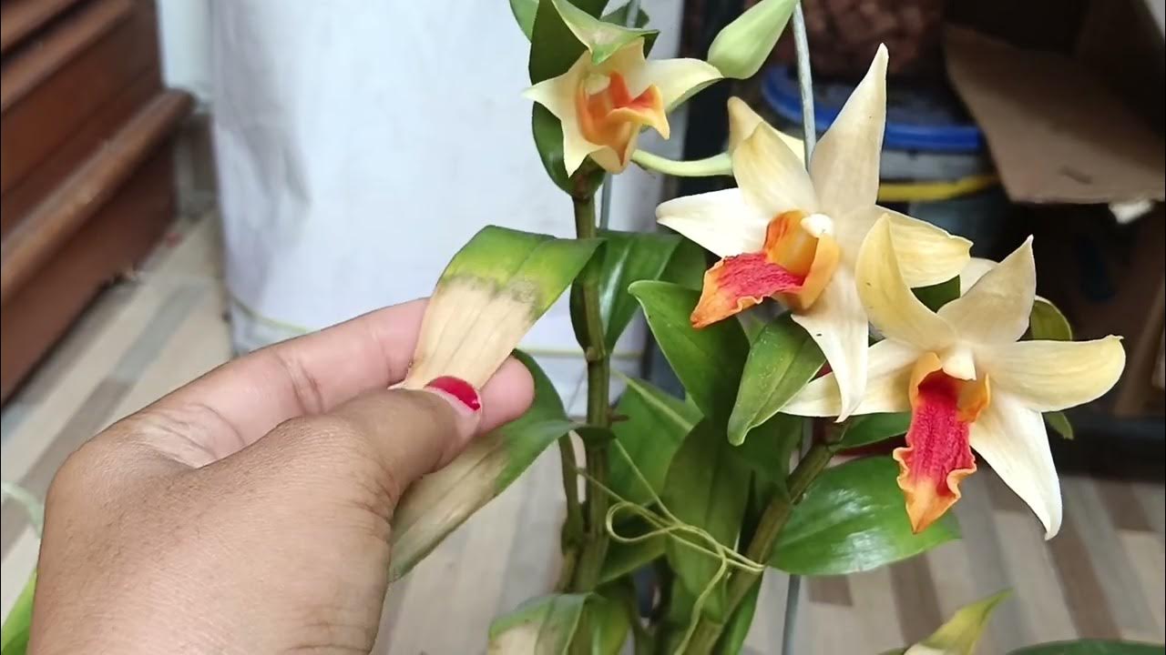 Cara Mengatasi Masalah Anggrek Terbakar Sinar Matahari dengan Efektif Cara Mengatasi Masalah Anggrek Terbakar Sinar Matahari dengan Efektif