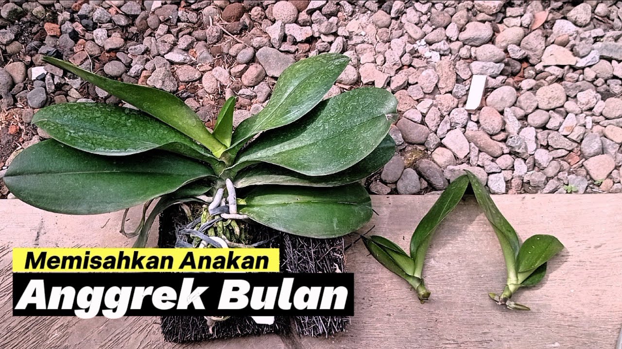 Cara Memisahkan Anakan Anggrek dengan Mudah dan Efektif Cara Memisahkan Anakan Anggrek dengan Mudah dan Efektif