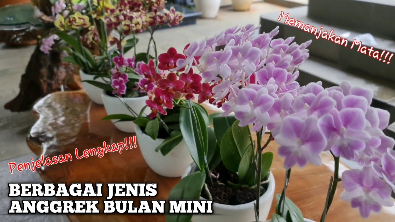 Menjaga Keindahan Anggrek Bulan Mini Indoor dengan Perawatan Tepat Menjaga Keindahan Anggrek Bulan Mini Indoor dengan Perawatan Tepat