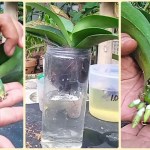 Cara Menanam Anggrek Tanpa Akar dengan Metode Sederhana dan Efektif Cara Menanam Anggrek Tanpa Akar dengan Metode Sederhana dan Efektif