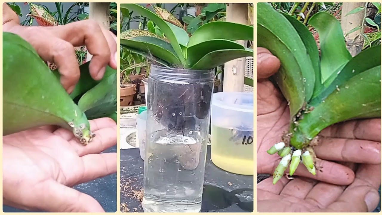 Cara Menanam Anggrek Tanpa Akar dengan Metode Sederhana dan Efektif Cara Menanam Anggrek Tanpa Akar dengan Metode Sederhana dan Efektif