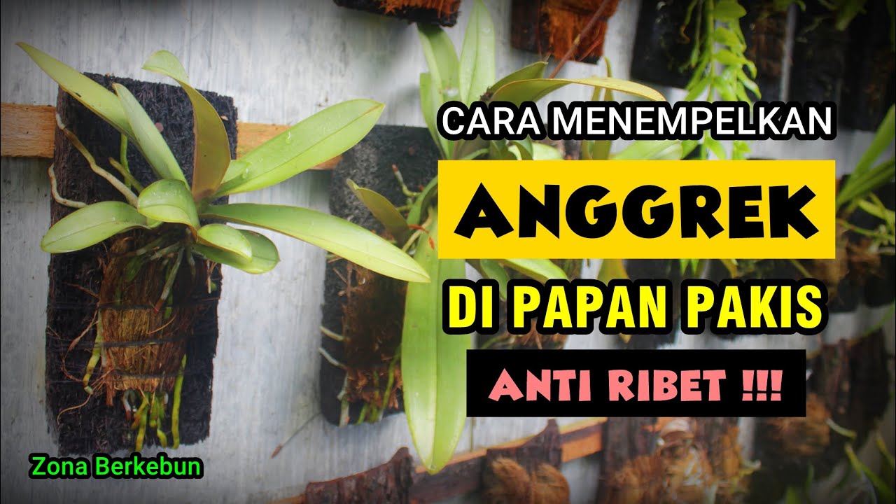 Menanam Anggrek di Papan Pakis: Tips dan Trik Sukses Menanam Anggrek di Papan Pakis: Tips dan Trik Sukses