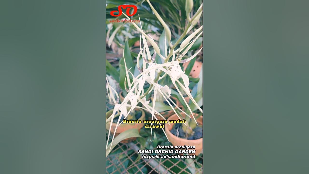 Keindahan Anggrek Brassia Laba-Laba: Panduan Perawatan dan Penanaman Keindahan Anggrek Brassia Laba-Laba: Panduan Perawatan dan Penanaman
