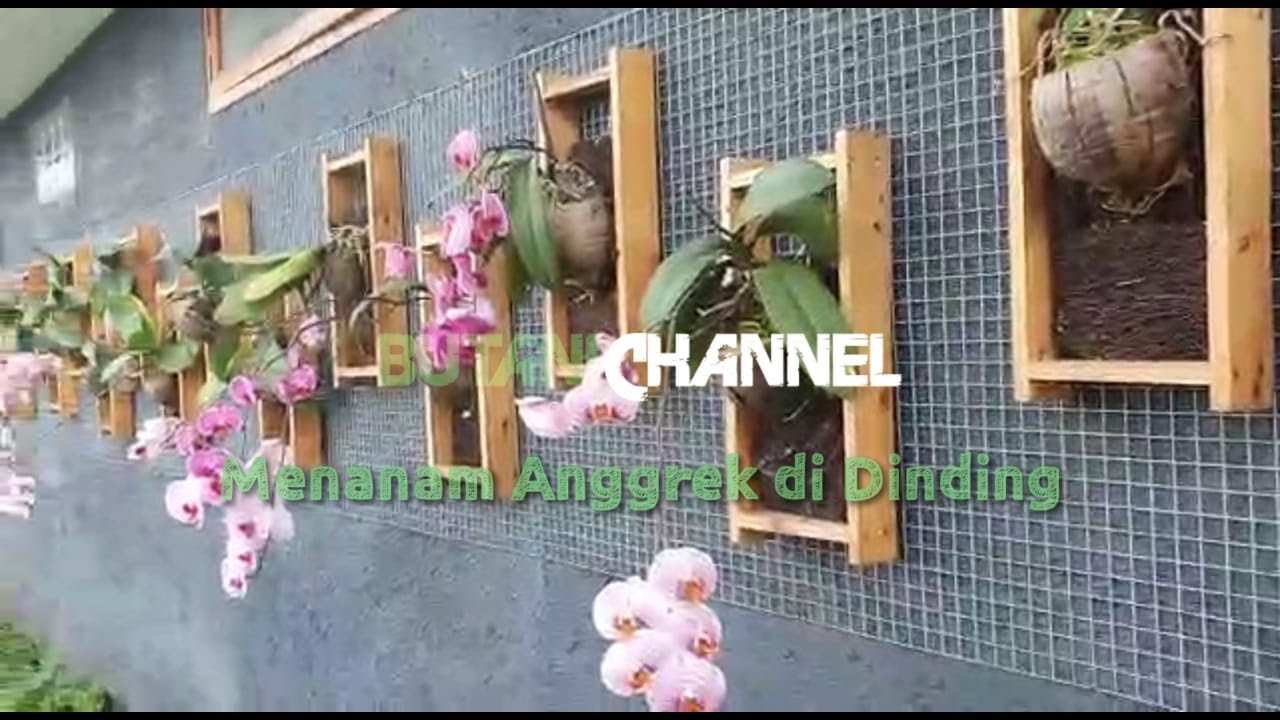 Sentuhan Elegan: Penataan Display Anggrek di Toko yang Menawan Sentuhan Elegan: Penataan Display Anggrek di Toko yang Menawan