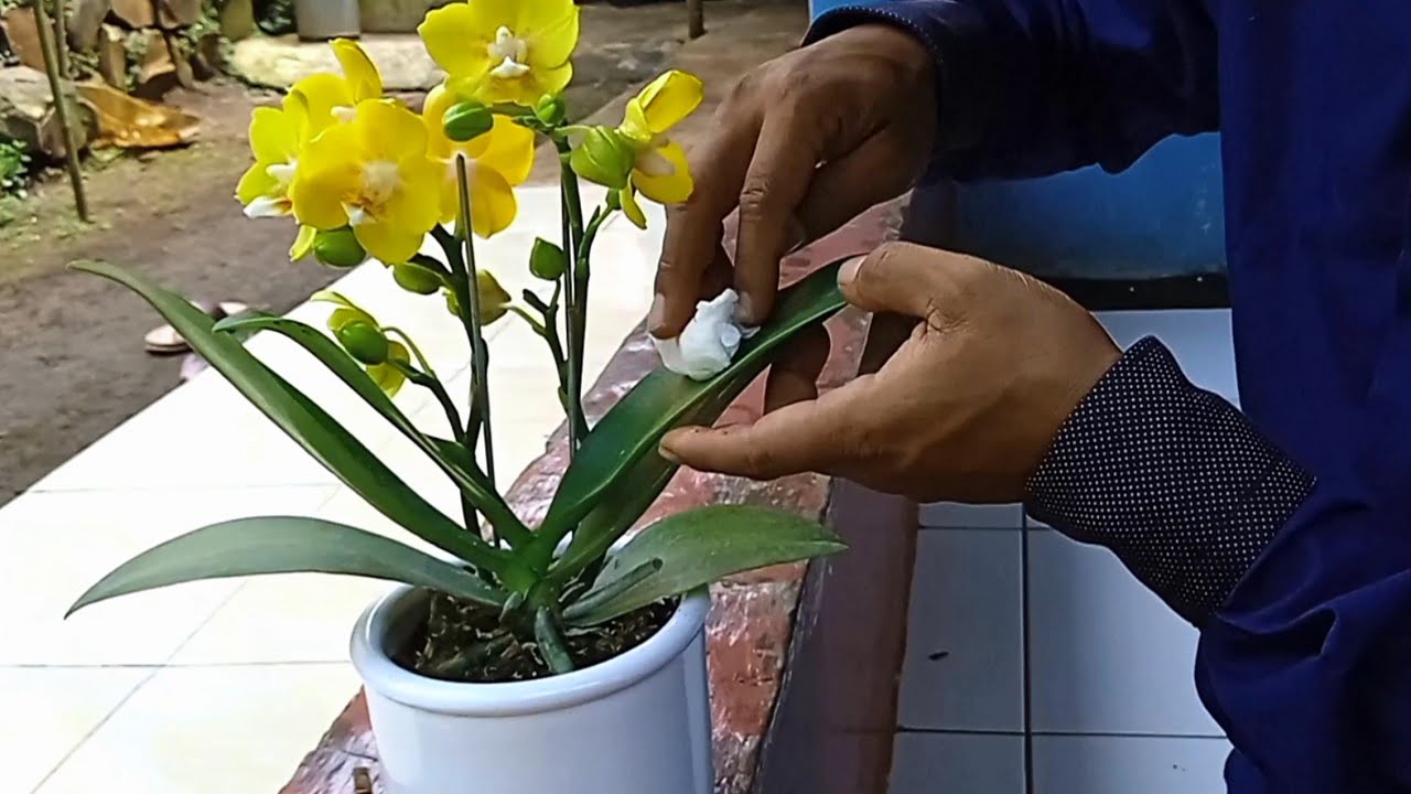 Waktu Terbaik Menanam Anggrek untuk Hasil yang Optimal Waktu Terbaik Menanam Anggrek untuk Hasil yang Optimal