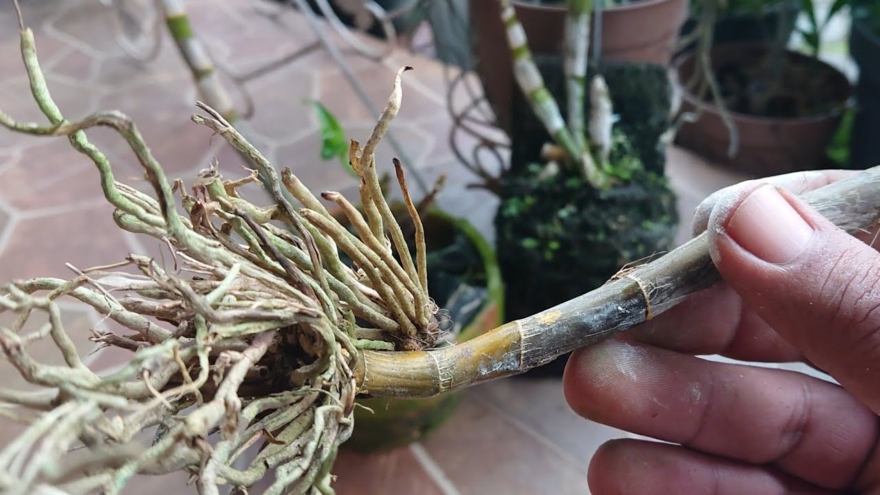 Cara Menyelamatkan Anggrek Busuk Batang dengan Teknik Sederhana Cara Menyelamatkan Anggrek Busuk Batang dengan Teknik Sederhana