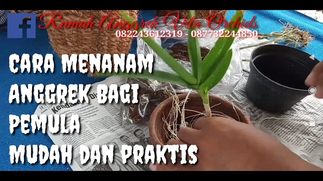 Panduan Lengkap Perawatan Bibit Anggrek Baru Tanam yang Sukses Panduan Lengkap Perawatan Bibit Anggrek Baru Tanam yang Sukses