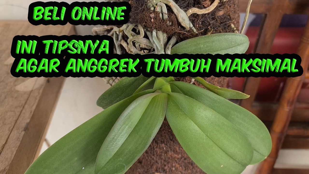 Mengapa Anggrek Tumbuh Lambat? Tips Mempercepat Pertumbuhannya Mengapa Anggrek Tumbuh Lambat? Tips Mempercepat Pertumbuhannya