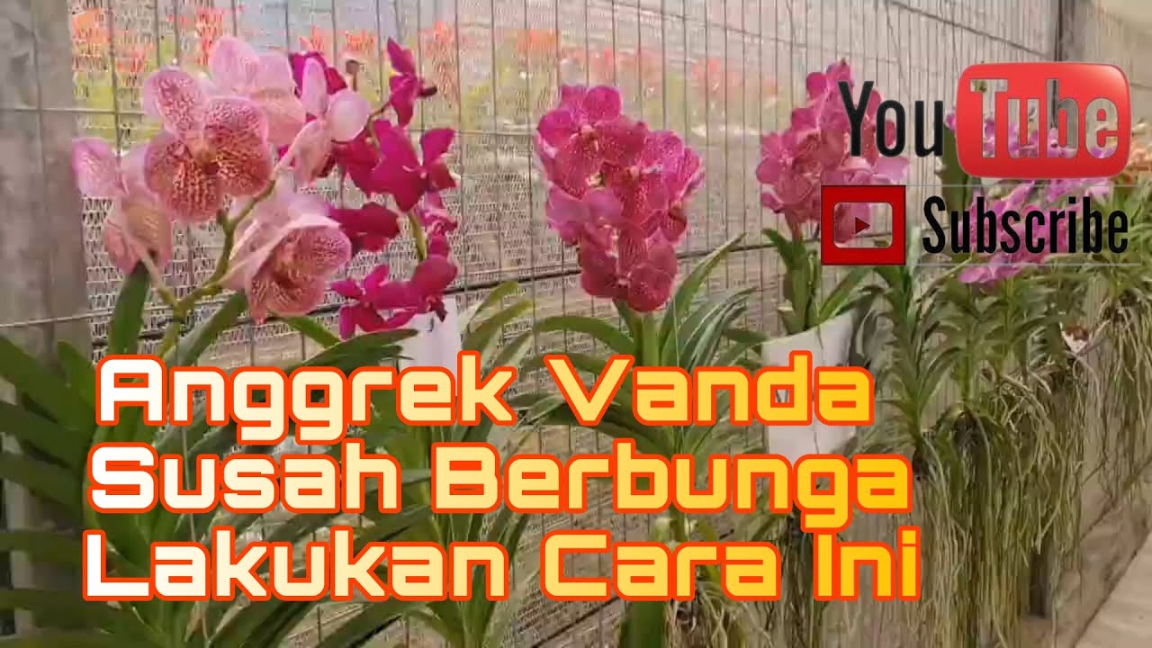 Cara Merawat Anggrek Gantung agar Tumbuh Subur dan Indah Cara Merawat Anggrek Gantung agar Tumbuh Subur dan Indah