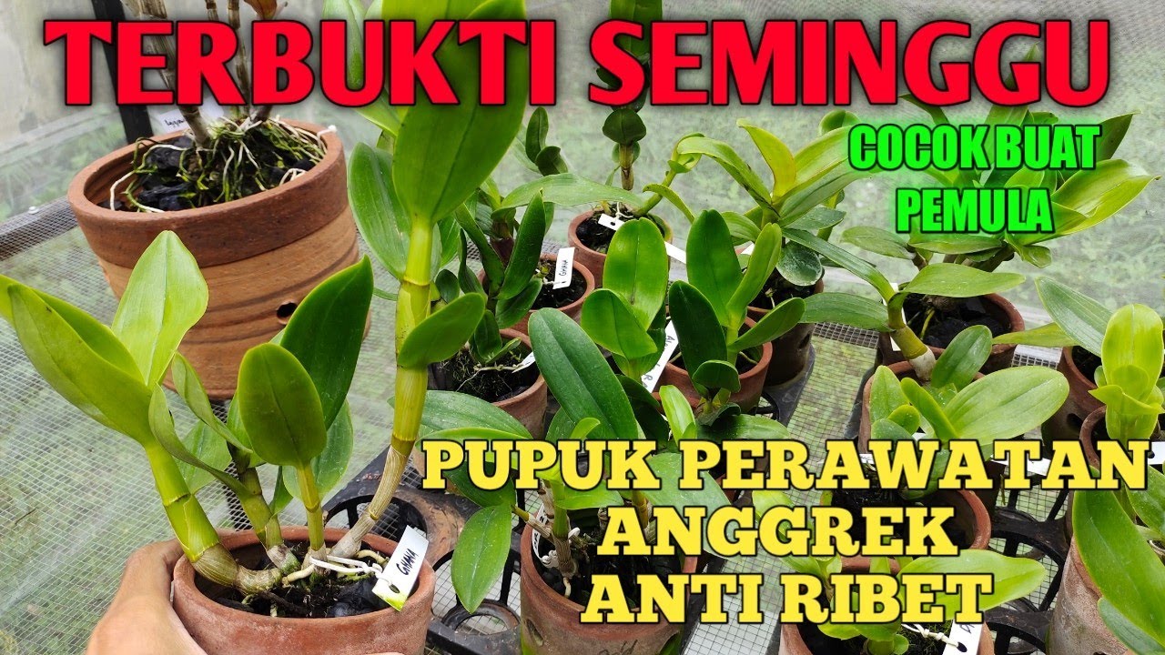 Perawatan Anggrek saat Adaptasi: Tips agar Tumbuh Subur dan Indah Perawatan Anggrek saat Adaptasi: Tips agar Tumbuh Subur dan Indah