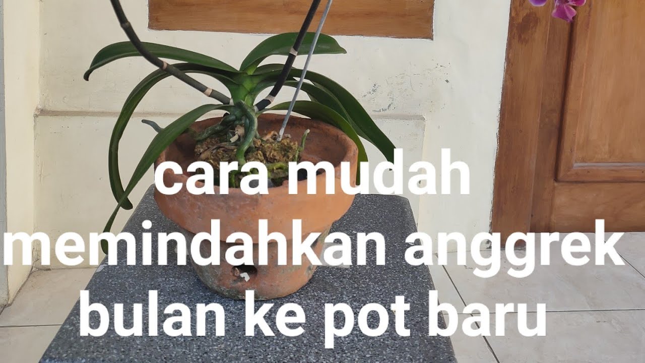 Cara Memindahkan Anggrek ke Pot Baru dengan Mudah dan Efektif Cara Memindahkan Anggrek ke Pot Baru dengan Mudah dan Efektif