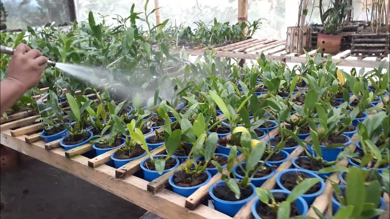 Panduan Lengkap Cara Menyiram Anggrek yang Benar untuk Pemula Panduan Lengkap Cara Menyiram Anggrek yang Benar untuk Pemula