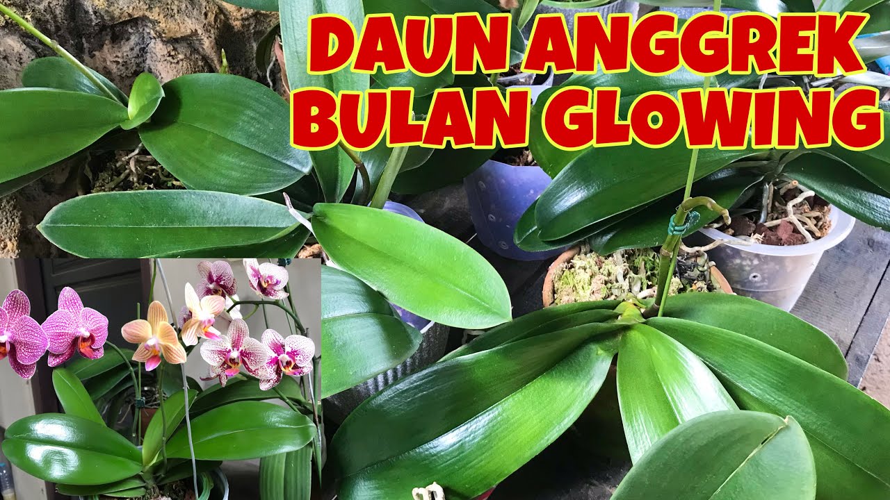 Cara Membersihkan Daun Anggrek agar Selalu Segar dan Bersih Cara Membersihkan Daun Anggrek agar Selalu Segar dan Bersih