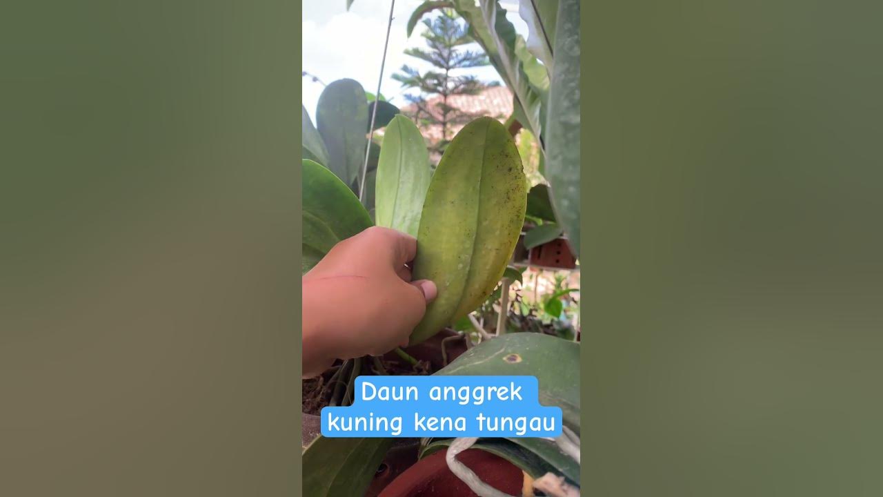 Penyebab Daun Anggrek Menguning dan Cara Mengatasinya dengan Mudah Penyebab Daun Anggrek Menguning dan Cara Mengatasinya dengan Mudah