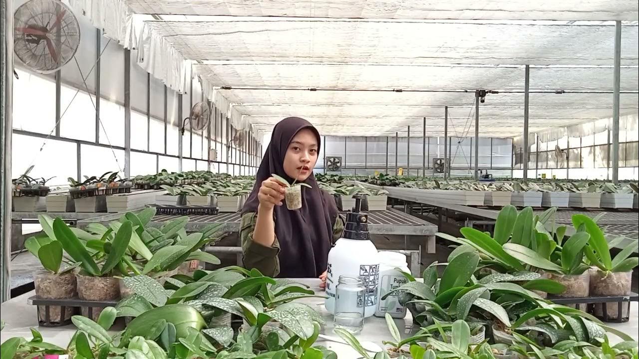 Jadwal Pemupukan Anggrek Bulanan yang Efektif untuk Pertumbuhan Optimal Jadwal Pemupukan Anggrek Bulanan yang Efektif untuk Pertumbuhan Optimal