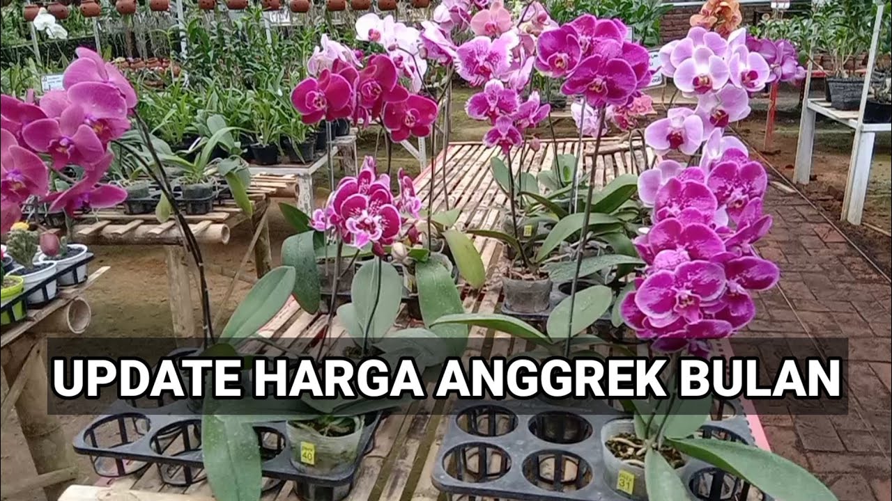Harga Anggrek Bulan di Pasaran: Temukan Penawaran Terbaik saat ini Harga Anggrek Bulan di Pasaran: Temukan Penawaran Terbaik saat ini