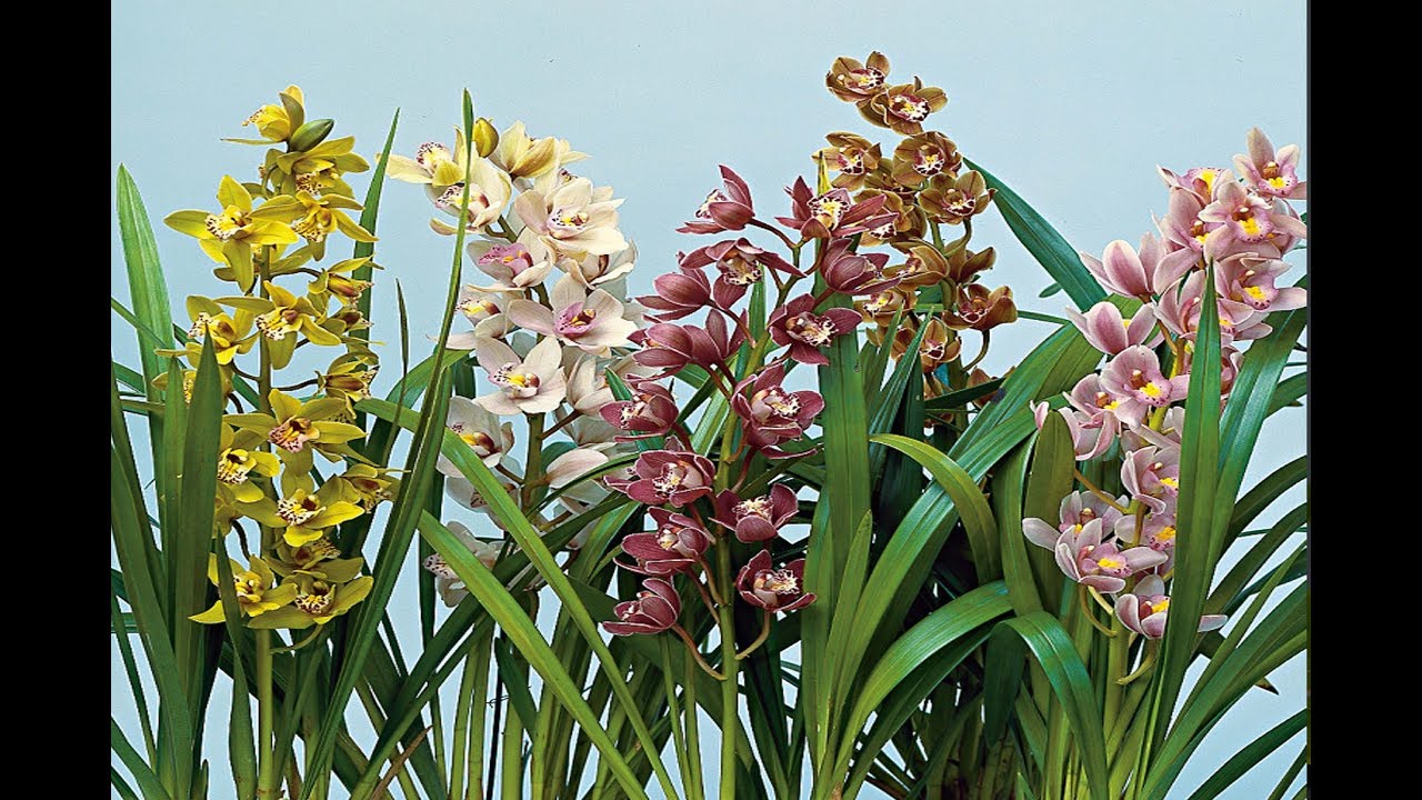 Keindahan Anggrek Cymbidium Hijau yang Menyegarkan Ruangan Anda Keindahan Anggrek Cymbidium Hijau yang Menyegarkan Ruangan Anda