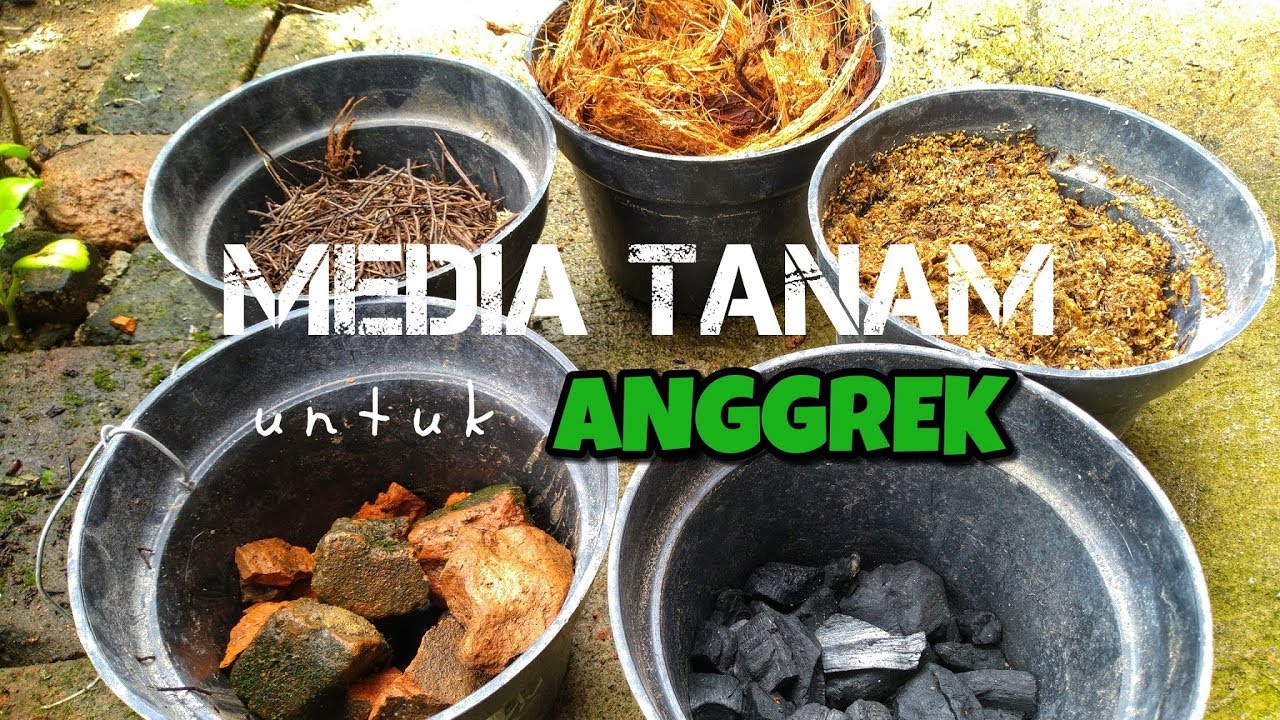 Media Tanam Anggrek Campuran: Kunci Sukses Menumbuhkan Anggrek Indah Media Tanam Anggrek Campuran: Kunci Sukses Menumbuhkan Anggrek Indah