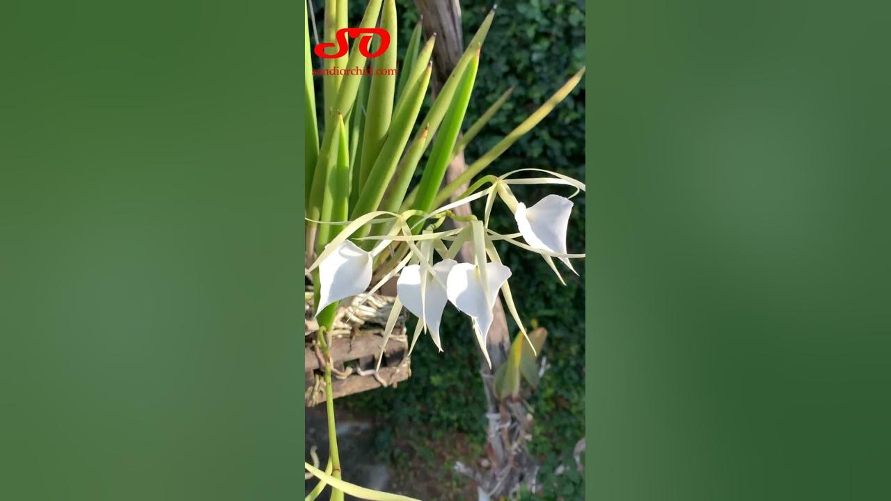 Mengenal Anggrek Brassavola Wangi Malam: Keindahan dan Pesonanya Mengenal Anggrek Brassavola Wangi Malam: Keindahan dan Pesonanya