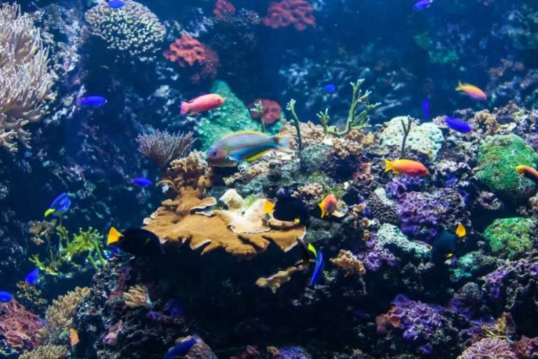 Tecnologia Vanguard com DNA ambiental contra a sexta extinção em massa de espécies e perda de biodiversidade Tecnologia Vanguard com DNA ambiental contra a sexta extinção em massa de espécies e perda de biodiversidade
