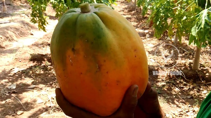 পেঁপে পেঁপে