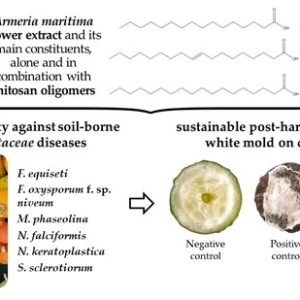 Armeria maritima (Mill.) Willd. Flower hydromethanolic extract for Cucurbitacea fungal diseases control. Armeria maritima (Mill.) Willd. Flower hydromethanolic extract for Cucurbitacea fungal diseases control.