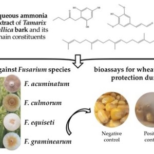 Phytochemical profile and activity against Fusarium species of Tamarix gallica bark aqueous ammonia extract. Phytochemical profile and activity against Fusarium species of Tamarix gallica bark aqueous ammonia extract.