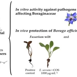 Phytochemical constituents and antimicrobial activity of Euphorbia serrata L. extracts for Borago officinalis L. crop protection. Phytochemical constituents and antimicrobial activity of Euphorbia serrata L. extracts for Borago officinalis L. crop protection.