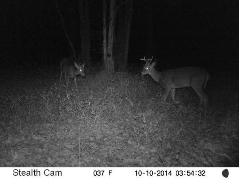 Hunting Land for sale-46 Very private acres in Catskill Mts
alt= Hunting Land for sale-46 Very private acres in Catskill Mts
alt=