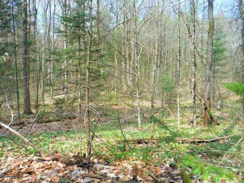 Land for Sale
,000
Remsen Land for Sale
,000
Remsen