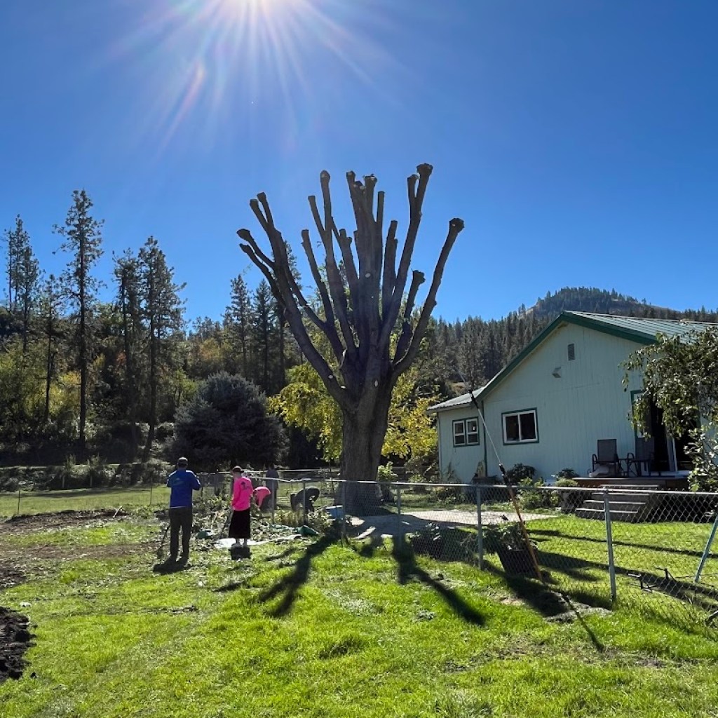 Key Tree Removal Tips for Safe Choices Key Tree Removal Tips for Safe Choices