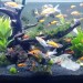 Ikan Hias Yang Cocok Untuk Akuarium Biotope Ikan Hias Yang Cocok Untuk Akuarium Biotope