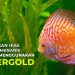 Cara Meningkatkan Warna Ikan Hias Secara Alami Cara Meningkatkan Warna Ikan Hias Secara Alami