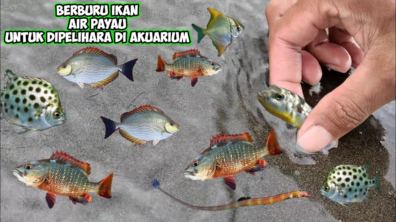 Rahasia Memelihara Ikan Hias Di Air Payau Rahasia Memelihara Ikan Hias Di Air Payau
