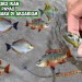 Rahasia Memelihara Ikan Hias Di Air Payau Rahasia Memelihara Ikan Hias Di Air Payau