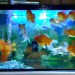 Panduan Lengkap Memelihara Ikan Mas Koki Di Akuarium Panduan Lengkap Memelihara Ikan Mas Koki Di Akuarium
