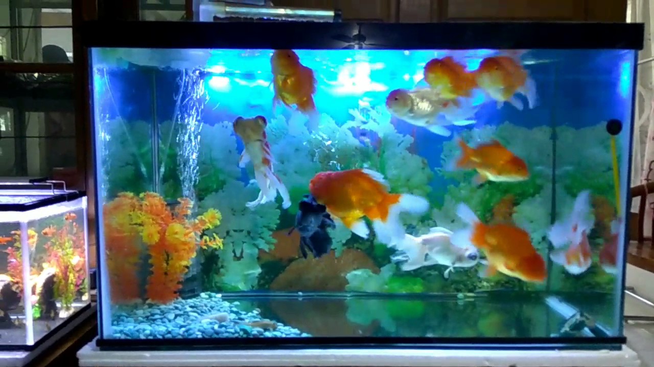 Panduan Lengkap Memelihara Ikan Mas Koki Di Akuarium Panduan Lengkap Memelihara Ikan Mas Koki Di Akuarium
