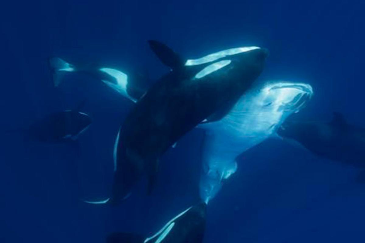 Killer Whales Are Hunting Whale Sharks — the Largest Fish in the World, New Photos and Study Show Killer Whales Are Hunting Whale Sharks — the Largest Fish in the World, New Photos and Study Show