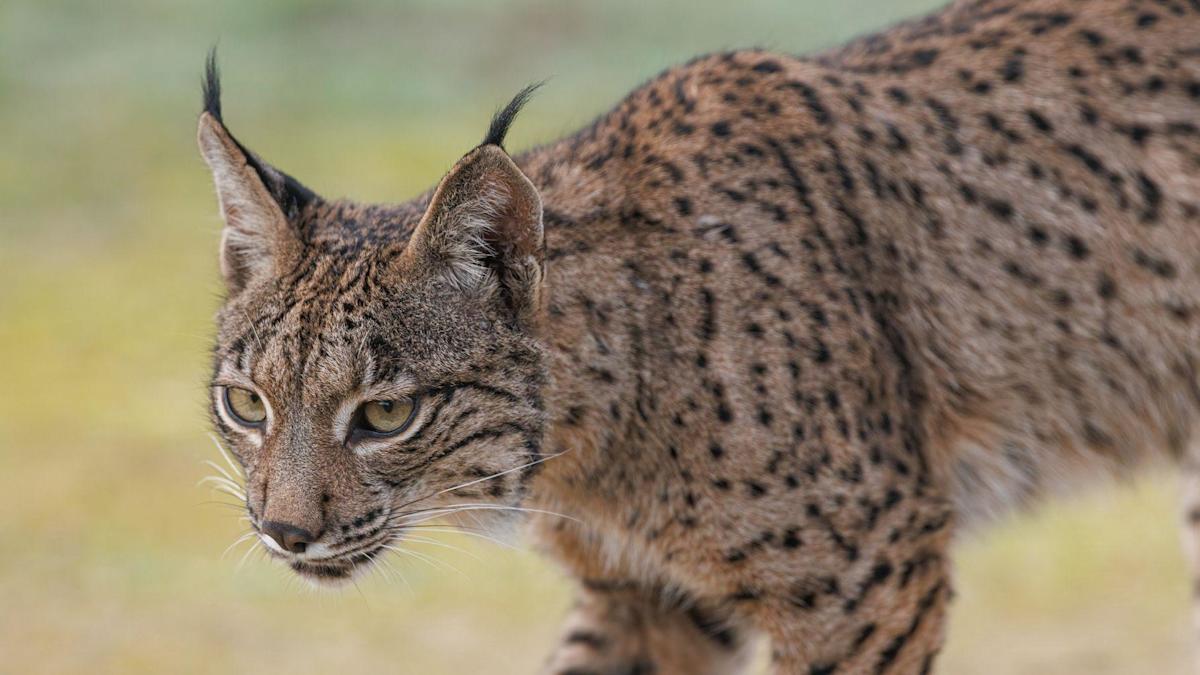 Saving a species: The slow return of the Iberian lynx Saving a species: The slow return of the Iberian lynx