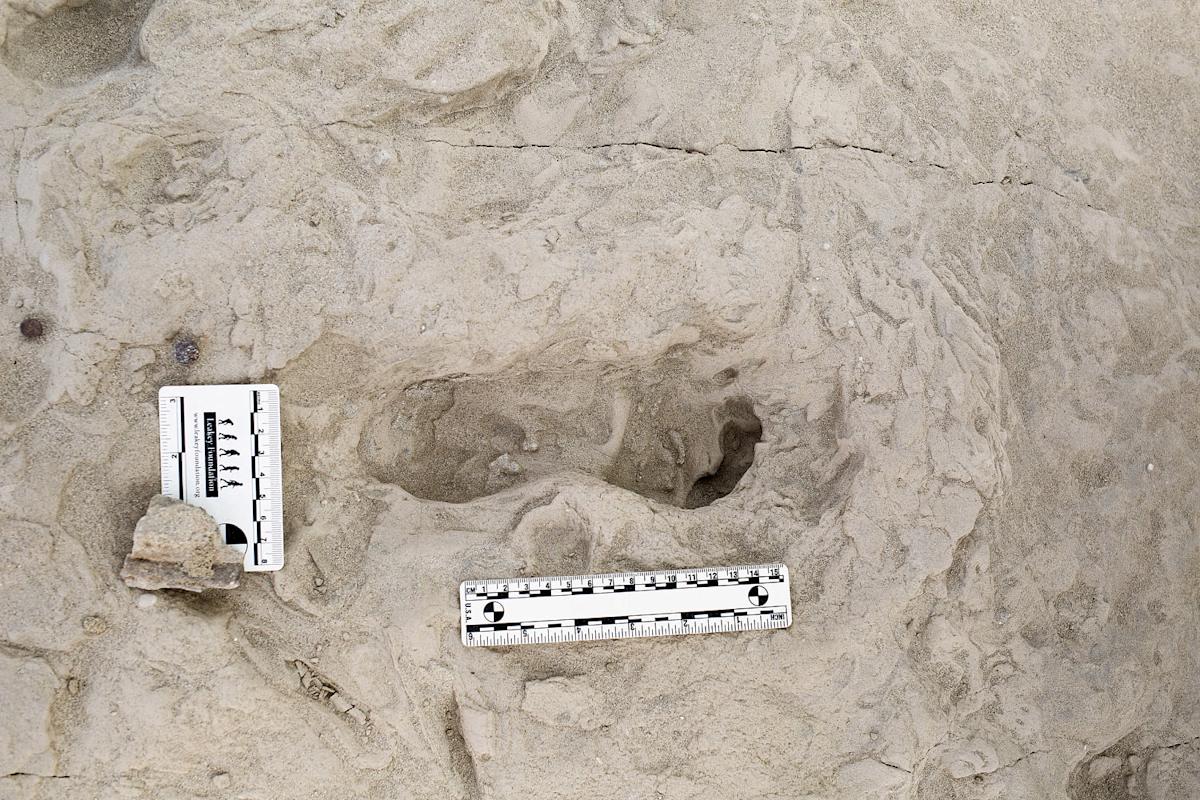 Footprints show two species of ancient human relatives shared the same ground at the same time Footprints show two species of ancient human relatives shared the same ground at the same time