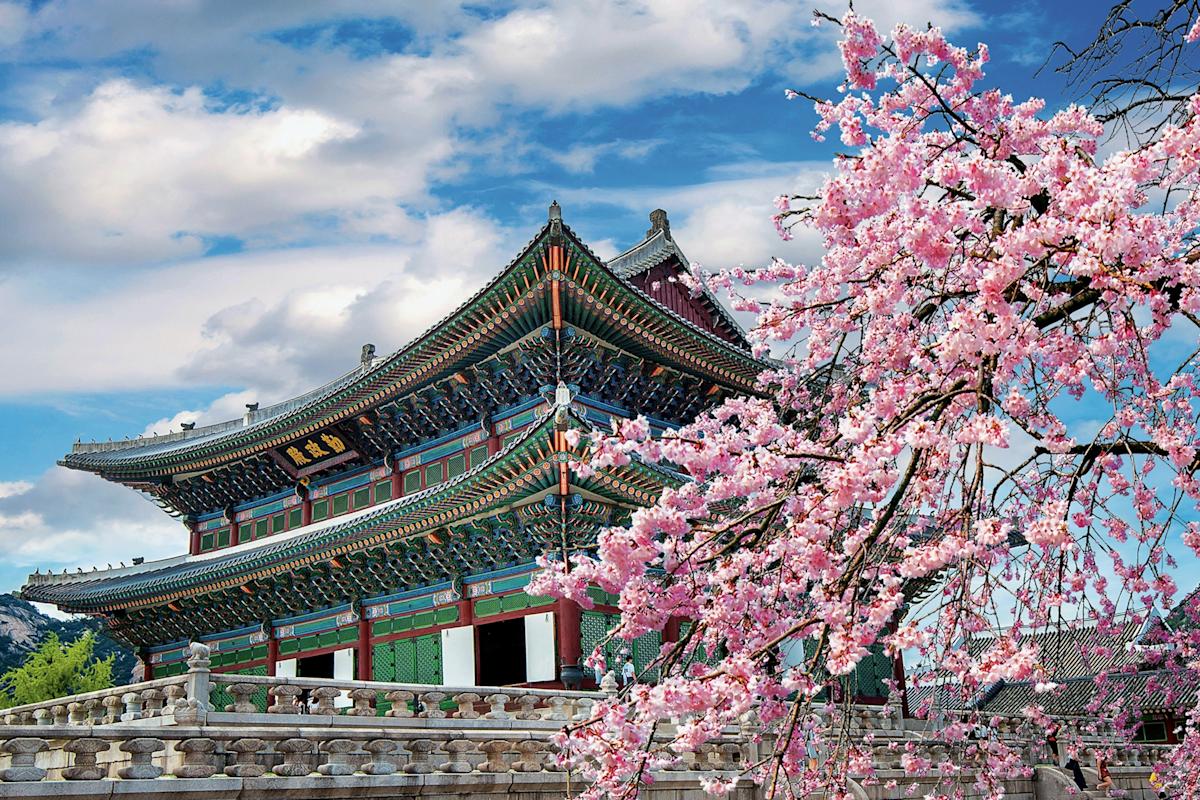 Where to see cherry blossoms in South Korea Where to see cherry blossoms in South Korea