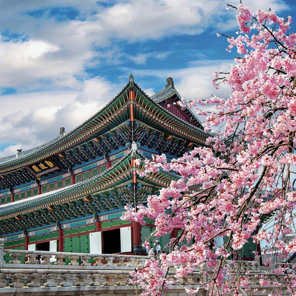 Where to see cherry blossoms in South Korea Where to see cherry blossoms in South Korea
